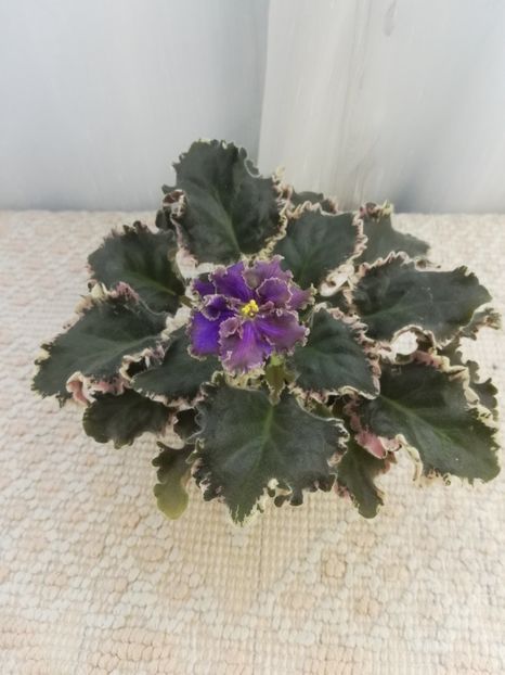 9 iun - LE Sedoj Graf