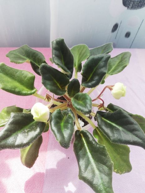 19 apr - LE Landishy