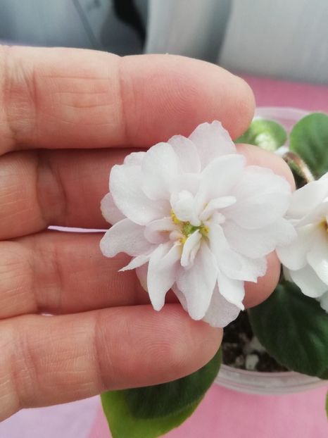 6 mai - LE Flerdoranz