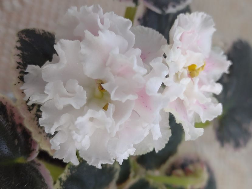 4 mar 2023 - LE Elegans