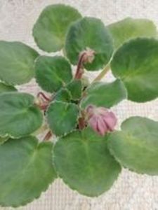 20 feb - LE Angelina