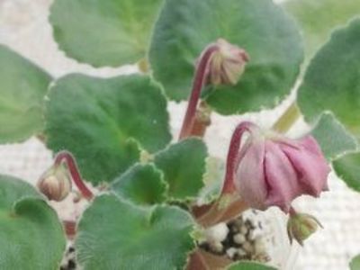 20 feb - LE Angelina