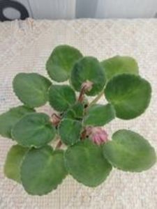 20 feb - LE Angelina