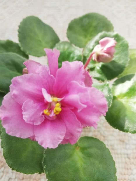 25 feb - LE Angelina