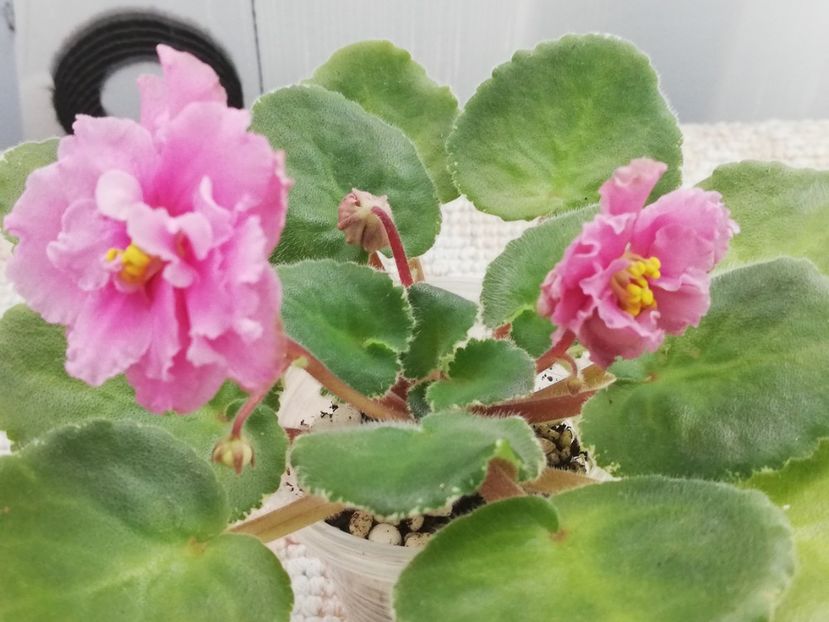 26 feb - LE Angelina