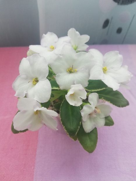 19 apr - LE Strekoza