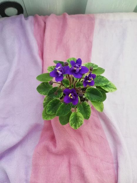 28 mar - Jolly Cupid