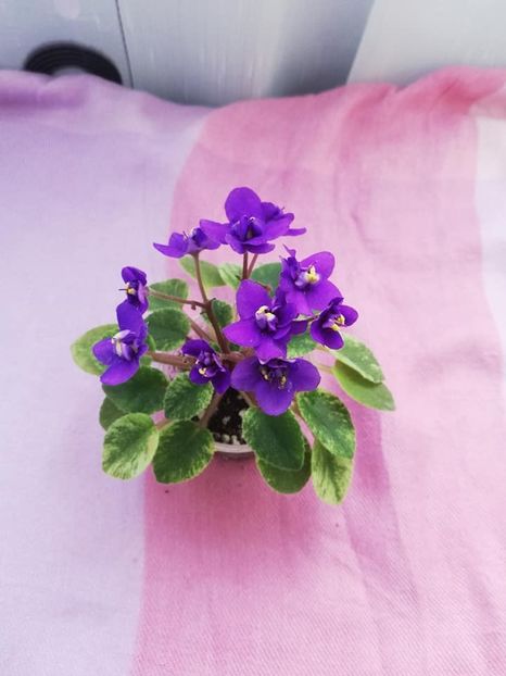 12 apr - Jolly Cupid