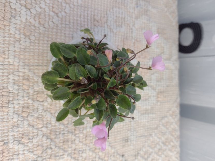 4 mar - Brazos Belle