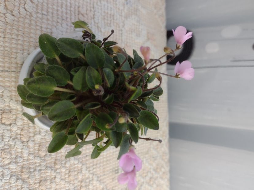 4 mar - Brazos Belle