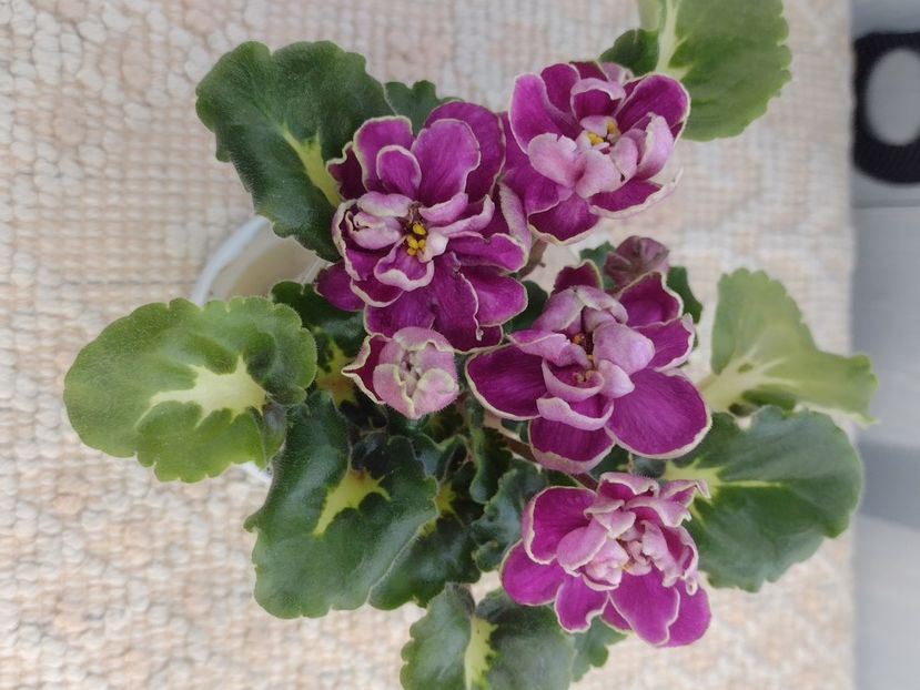 4 mar - BO Ptitsa Radostj