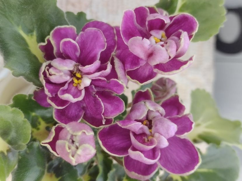 4 mar - BO Ptitsa Radostj