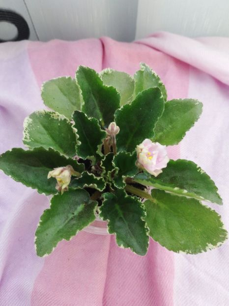 28 mar - AV Venetsianskie Lodochky