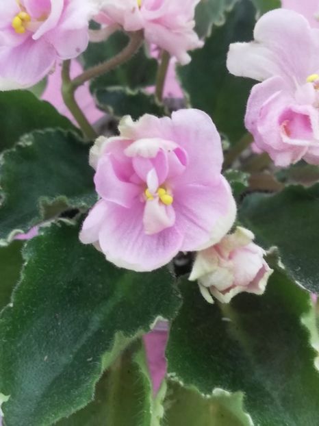 12 apr - AV Venetsianskie Lodochky