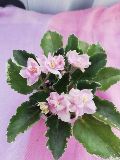 12 apr - AV Venetsianskie Lodochky