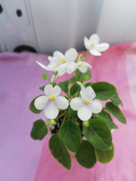 12 apr - Alan s Fallen Angel