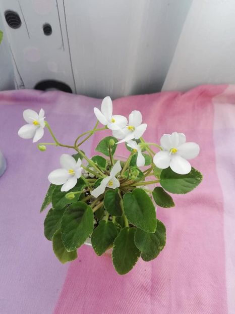 12 apr - Alan s Fallen Angel