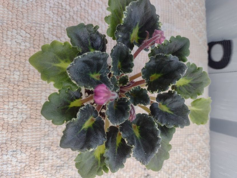 4 mar - DN Raspberry Liqueur