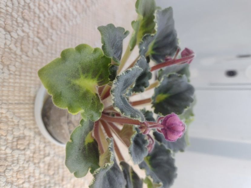 4 mar - DN Raspberry Liqueur