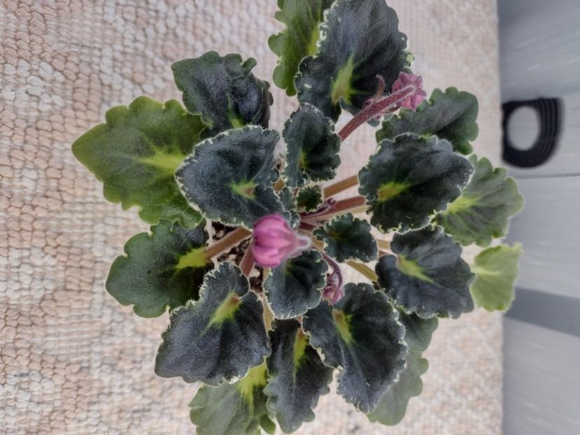 4 mar - DN Raspberry Liqueur