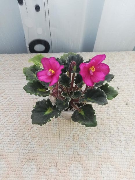 9 mar - DN Raspberry Liqueur