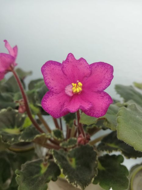 9 mar - DN Raspberry Liqueur