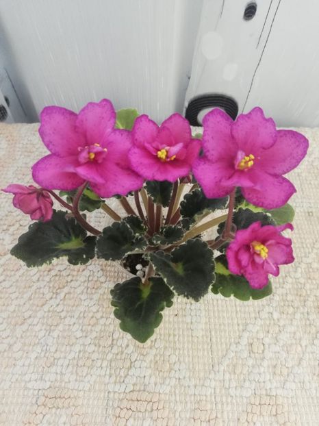 16 mar - DN Raspberry Liqueur