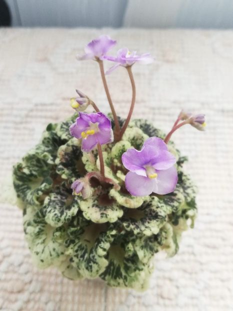 23 mai - Heavenly Girl