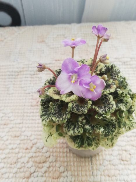 23 mai - Heavenly Girl