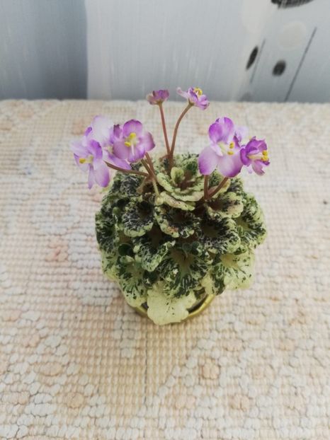 30 mai - Heavenly Girl