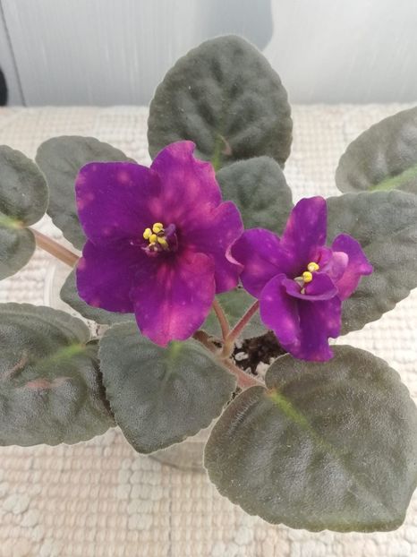 23 mai - AE Bliznecy