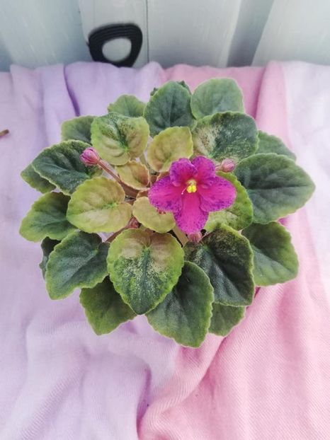 28 mar - LE Yagodniy Kokteyl