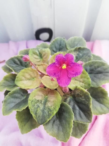 28 mar - LE Yagodniy Kokteyl