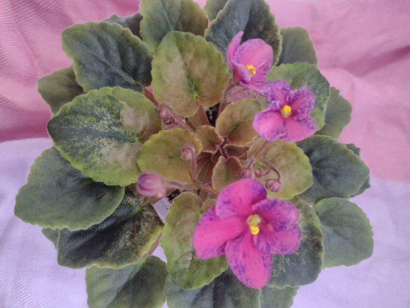 31 mar - LE Yagodniy Kokteyl