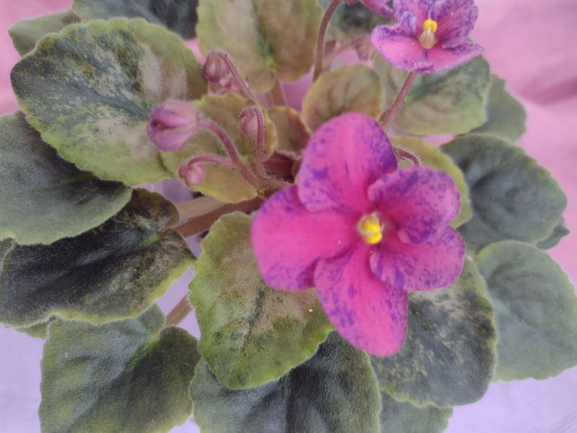 31 mar - LE Yagodniy Kokteyl