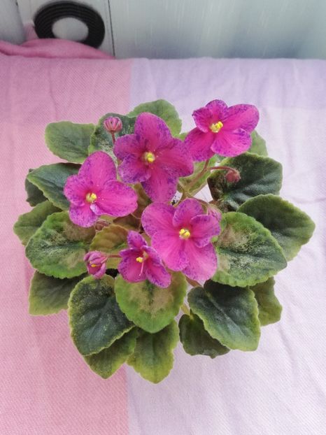 7 apr - LE Yagodniy Kokteyl