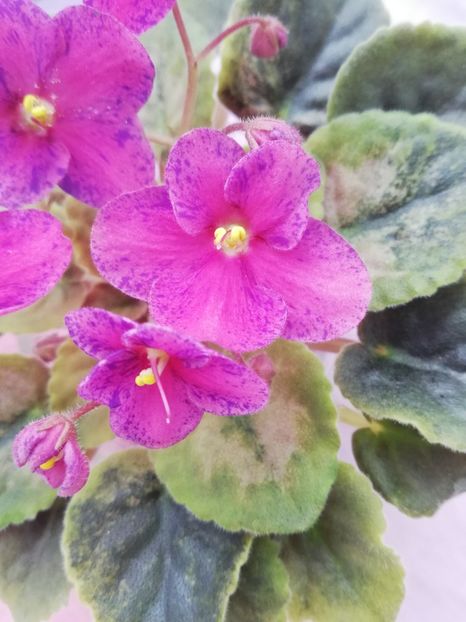 7 apr - LE Yagodniy Kokteyl