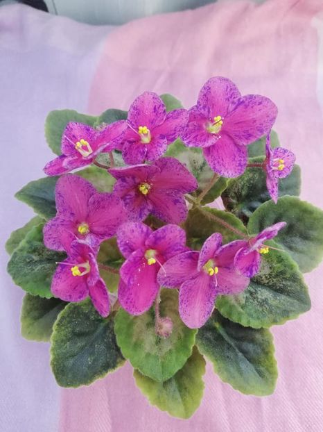 12 apr - LE Yagodniy Kokteyl