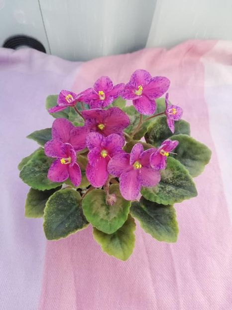 12 apr - LE Yagodniy Kokteyl