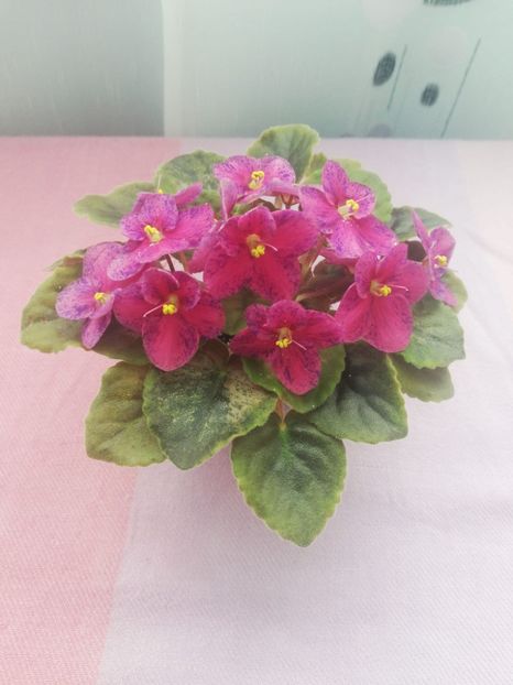 19 apr - LE Yagodniy Kokteyl