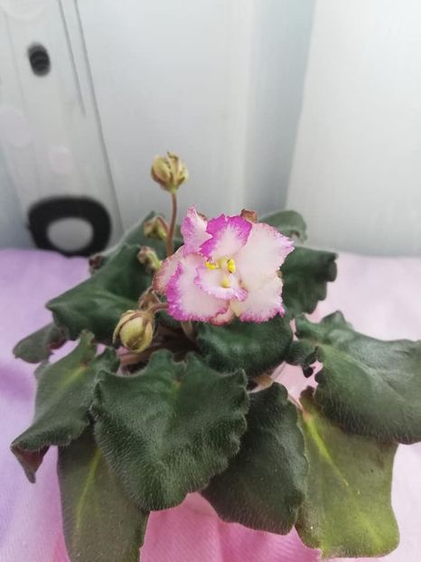 28 mar - Morgan s Blast of Bronze