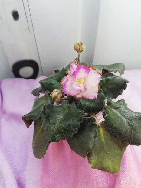 28 mar - Morgan s Blast of Bronze