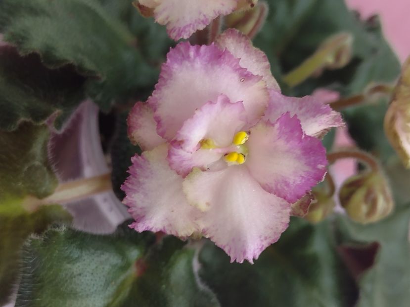 31 mar - Morgan s Blast of Bronze