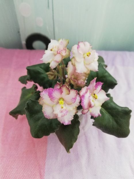 7 apr - Morgan s Blast of Bronze