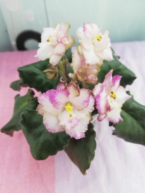 7 apr - Morgan s Blast of Bronze