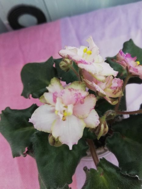 7 apr - Morgan s Blast of Bronze