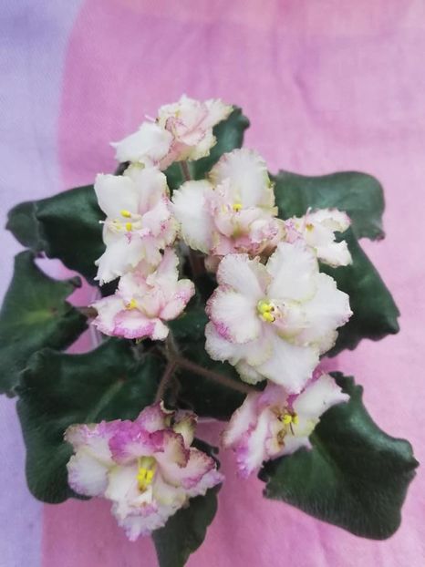 12 apr - Morgan s Blast of Bronze