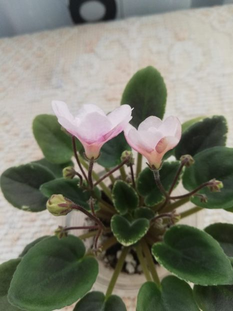 18 mar - LE Vanilla Sky