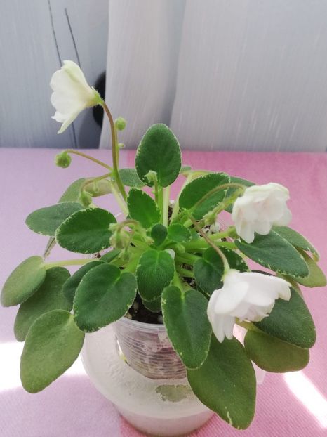 6 mai - LE Vanilla Sky