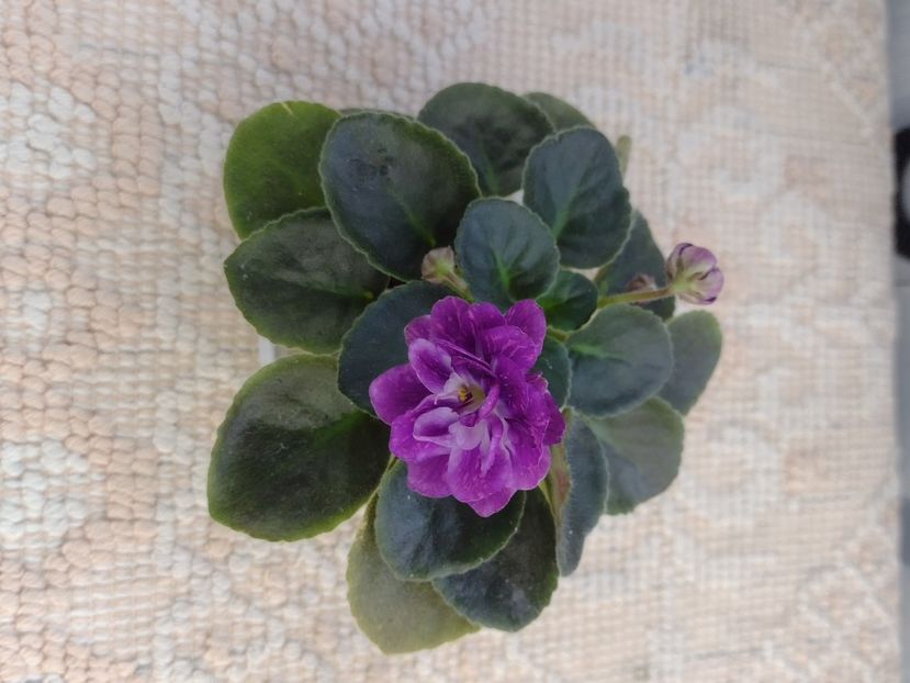 4 mar - AV V Krayu Edinorogov